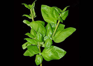 Les ingrédients magiques