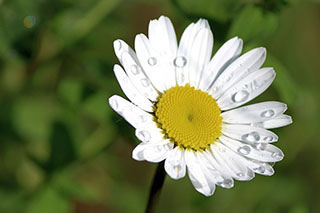 Les propriétés magiques des plantes
