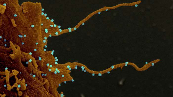 Les tentacules du coronavirus
