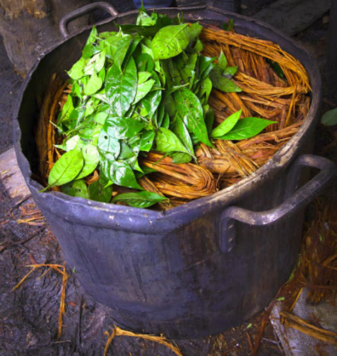 Ayahuasca