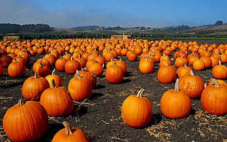 Citrouilles