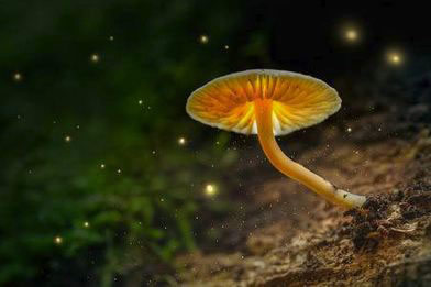 champignon magique