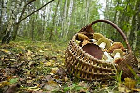 Champignons