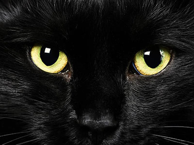 Journée Internationale des Chats Noirs