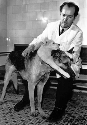 chien de Demikhov