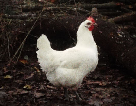 Poulet blanc