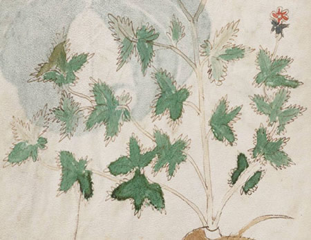 Détail du manuscrit de Voynich