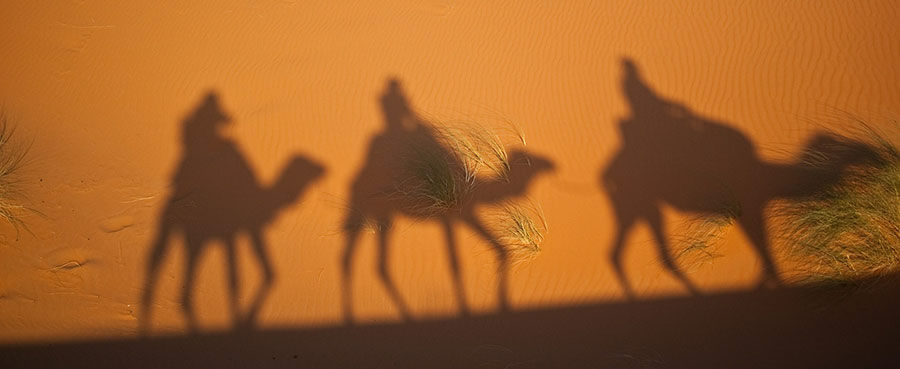 Dromadaires dans le désert
