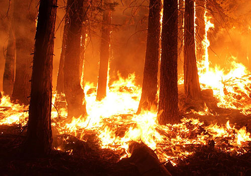 Feu de forêt