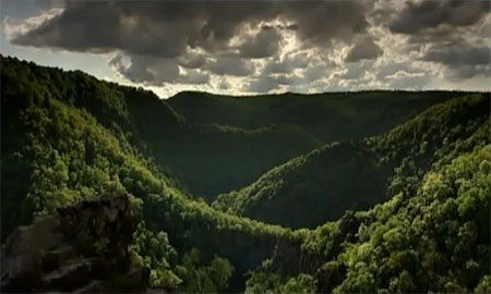 Forêt au Moyen-Âge