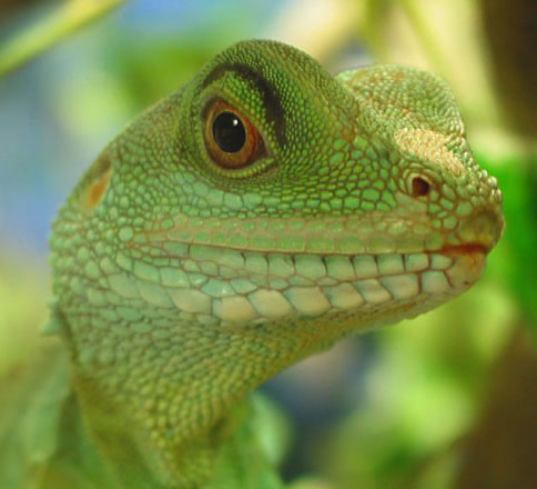 Œil de lézard