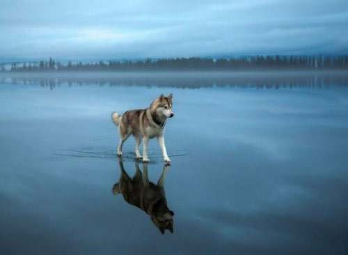 Loup marchant sur l'eau