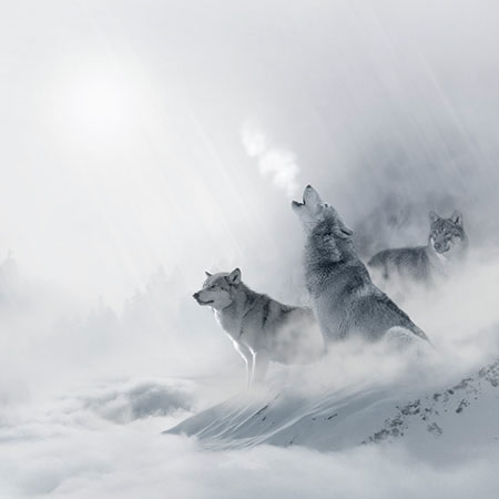 Loup hurlant à la lune