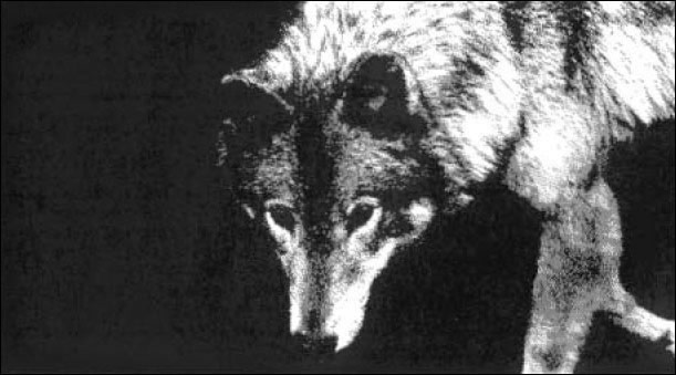 loup