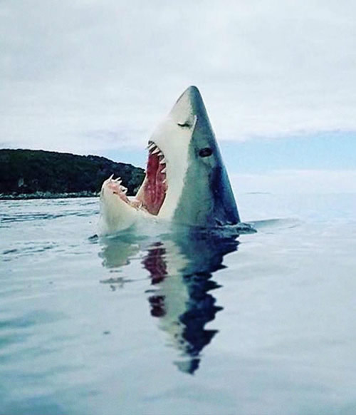 Grand requin