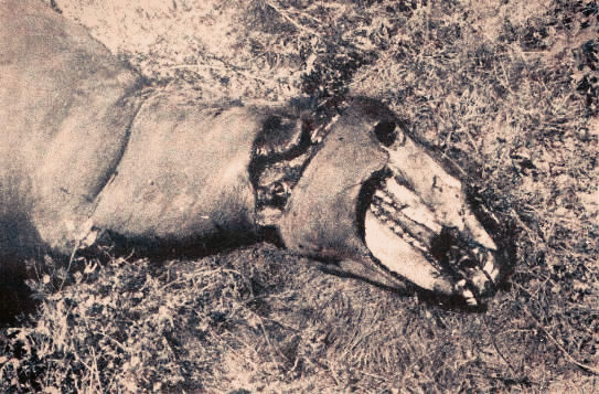 Mutilation animale