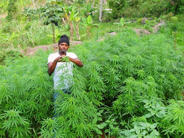 Culture de la marijuana en Jamaïque