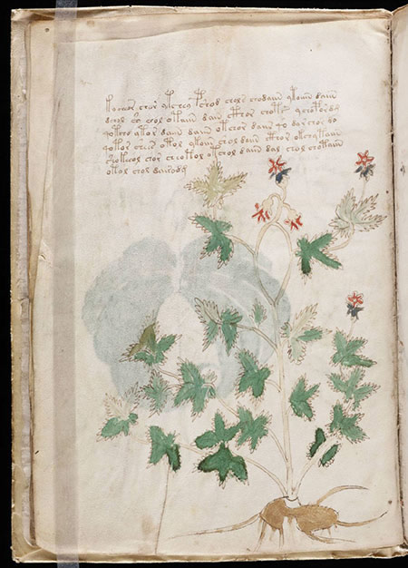 Le manuscrit de Voynich