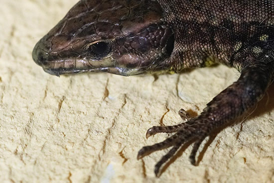 Lézard reptilien