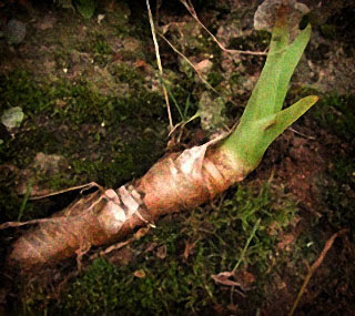 Racine d'iris en magie