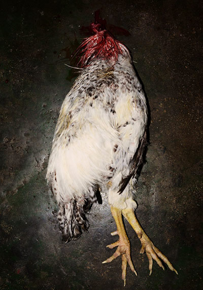 Sacrifice du poulet