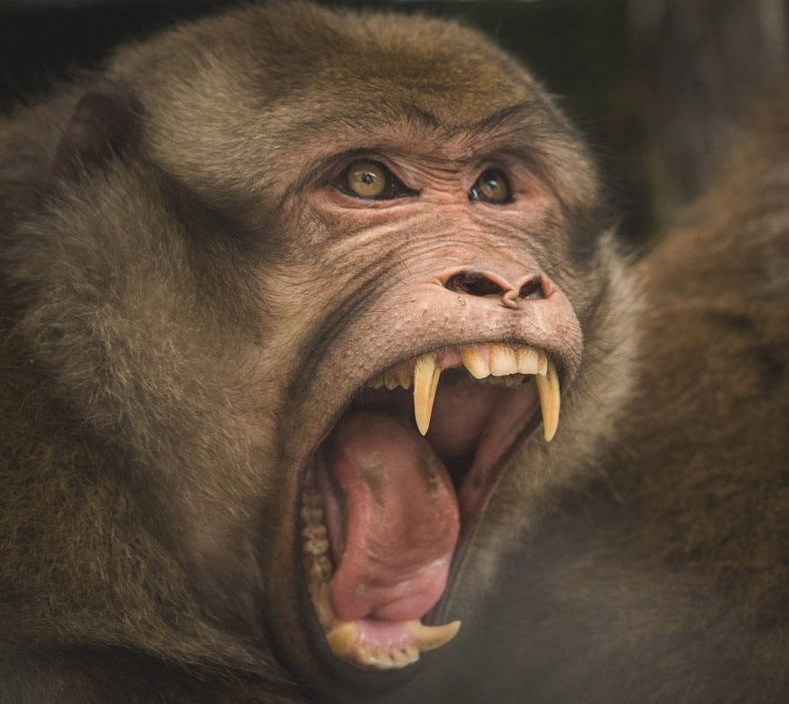 Singe décomplexé