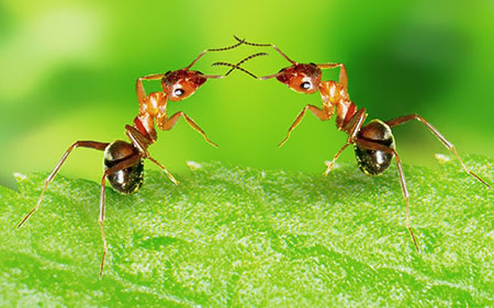 Société des fourmis