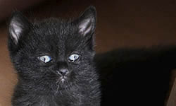 Journée Internationale des Chats Noirs