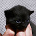 Mystic, petit chaton noir à donner pour fin d'année