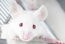 Des rats de laboratoire
