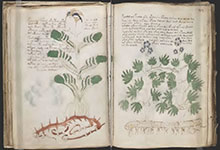 Le Manuscrit de Voynich